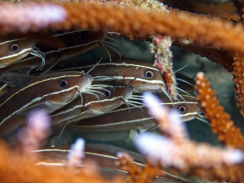 Catfish, House Reef